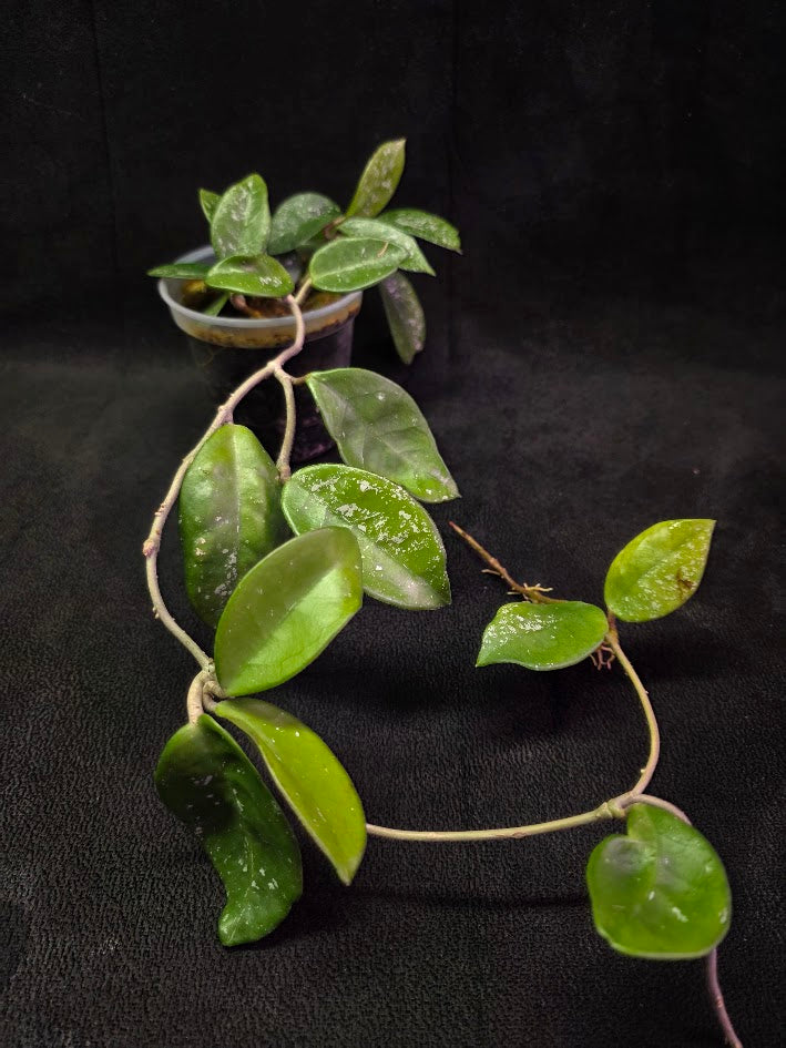 Hoya Carnosa Freckles Splash #02