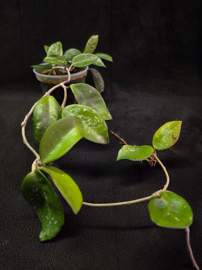 Hoya Carnosa Freckles Splash #02