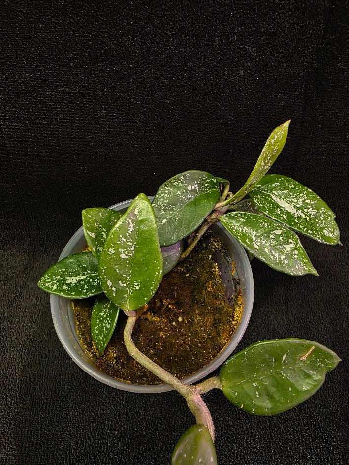 Hoya Carnosa Freckles Splash #02