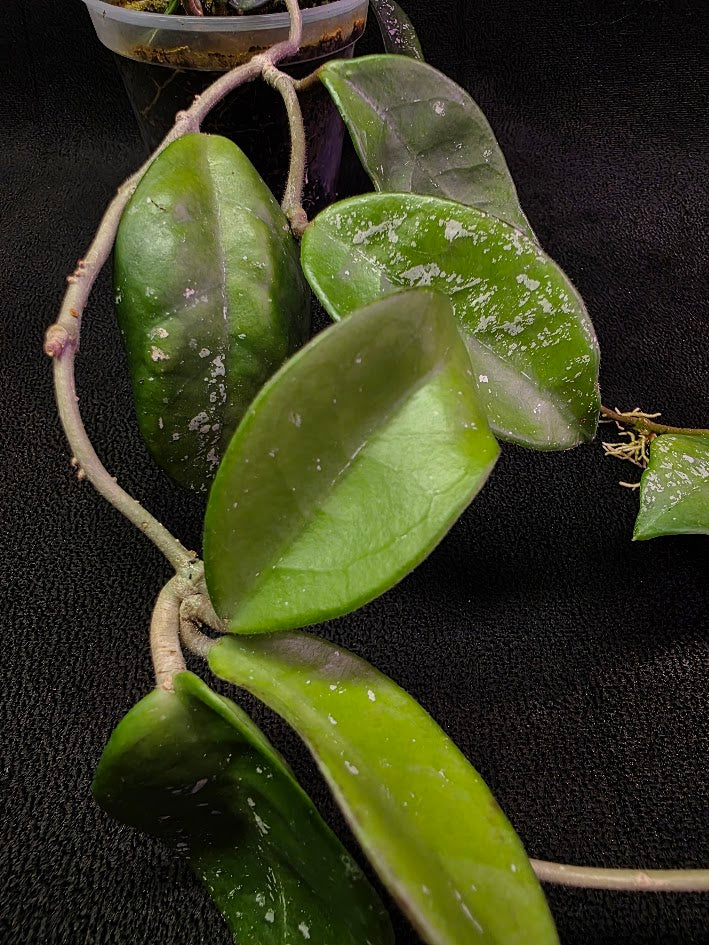 Hoya Carnosa Freckles Splash #02