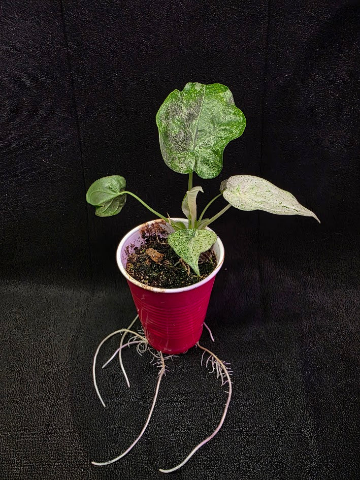 Alocasia Cucullata Mint Variegated #01 – YEG Exotic Plant Crowd