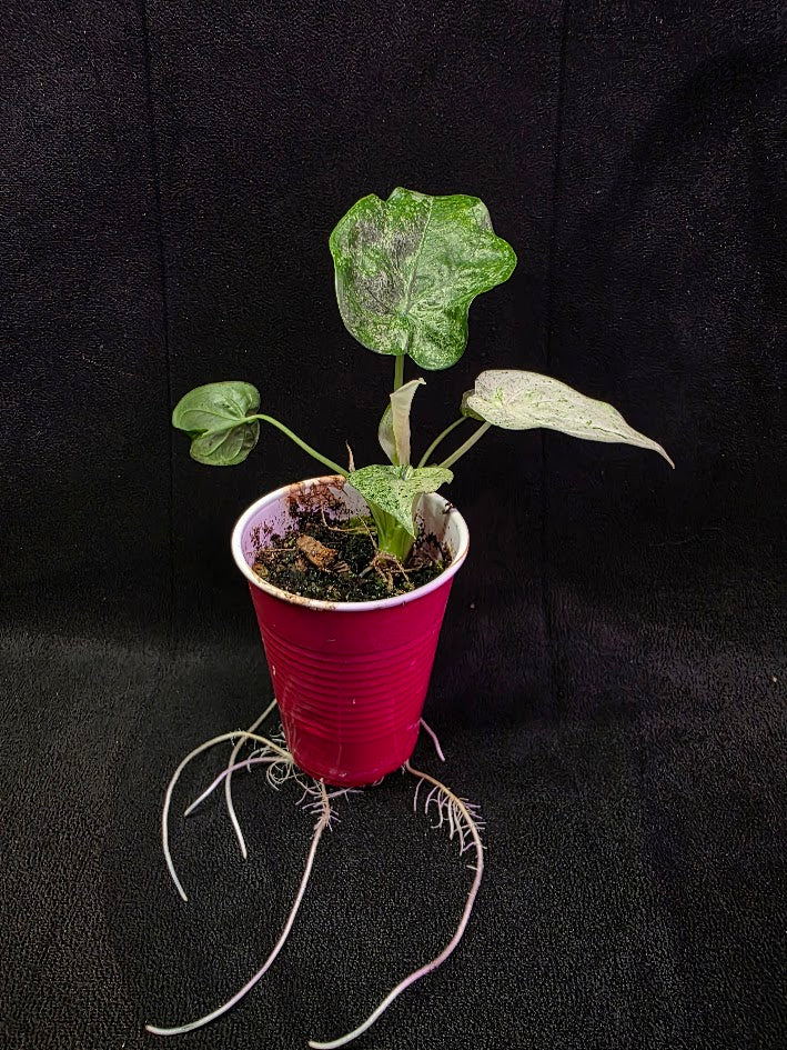 Alocasia Cucullata Mint Variegated #01