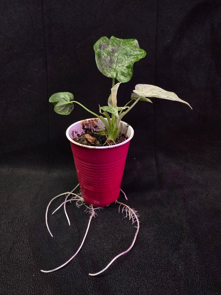 Alocasia Cucullata Mint Variegated #01