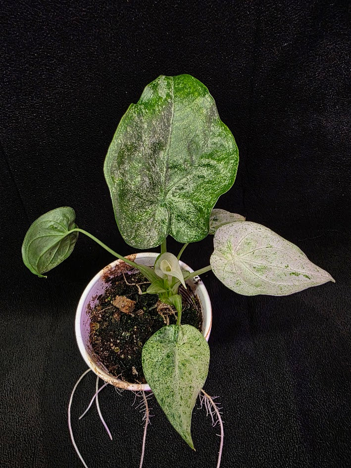 Alocasia Cucullata Mint Variegated #01
