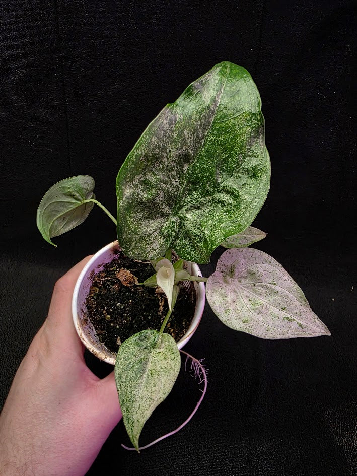 Alocasia Cucullata Mint Variegated #01