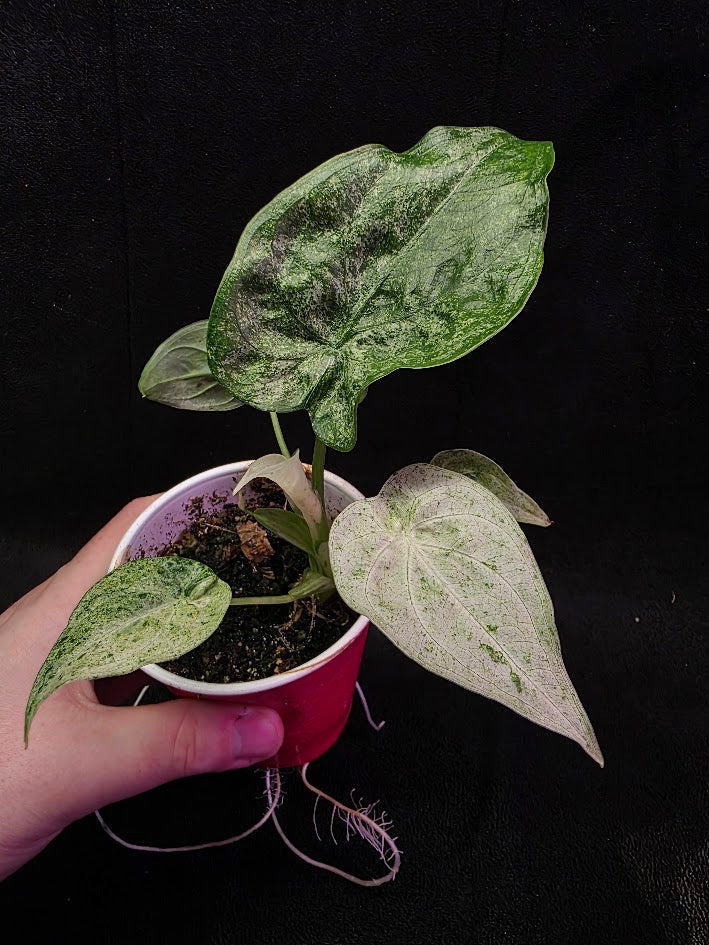 Alocasia Cucullata Mint Variegated #01