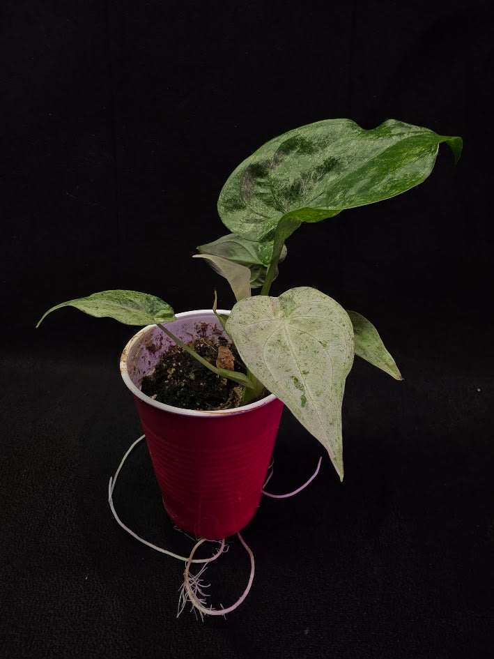 Alocasia Cucullata Mint Variegated #01