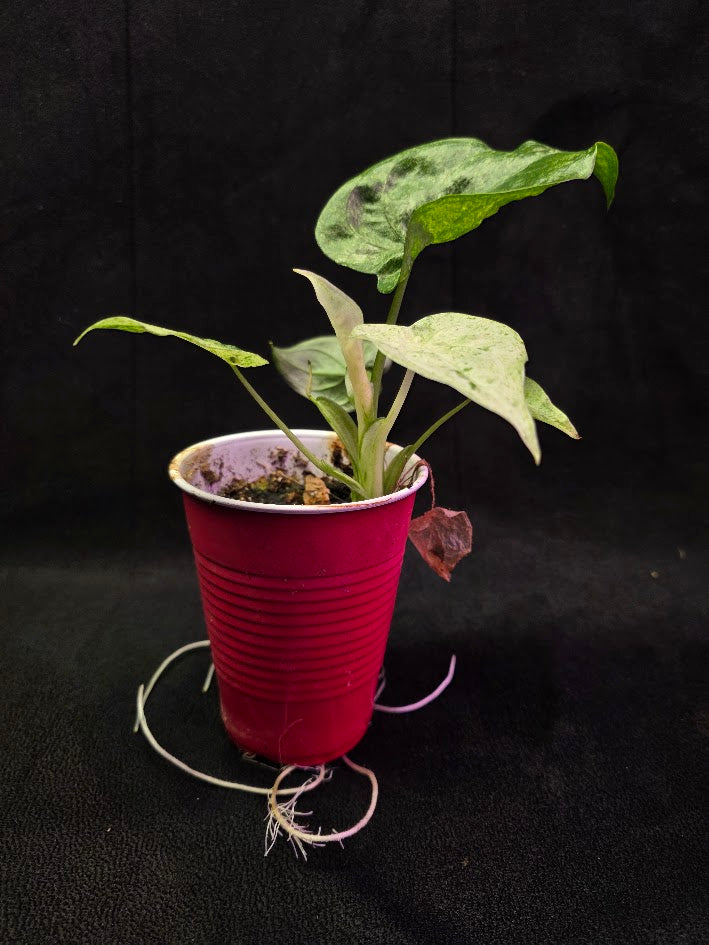 Alocasia Cucullata Mint Variegated #01