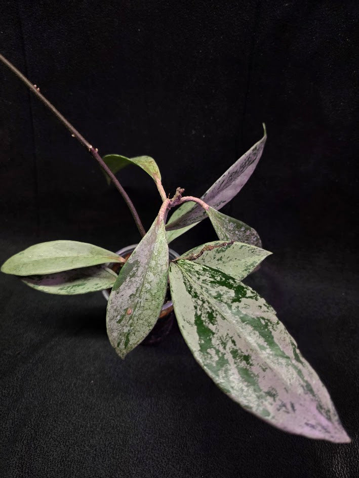 Hoya Pubicalyx Pink Silver Ghost #02
