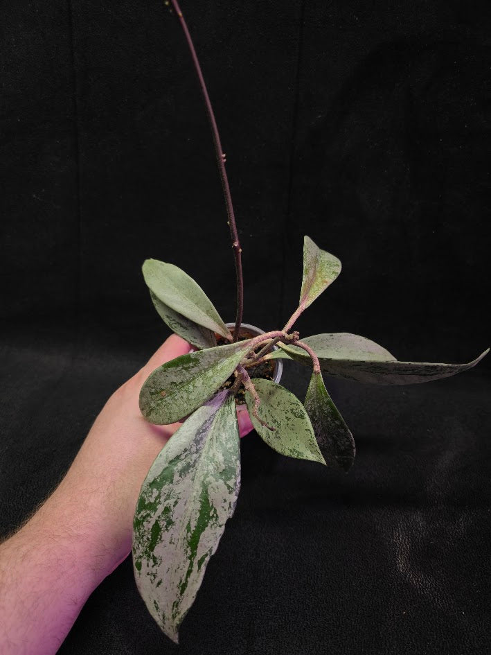 Hoya Pubicalyx Pink Silver Ghost #02