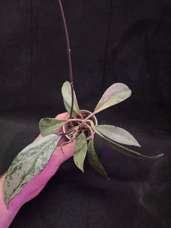 Hoya Pubicalyx Pink Silver Ghost #02