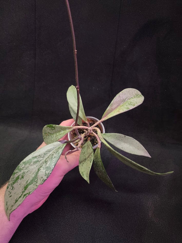 Hoya Pubicalyx Pink Silver Ghost #02