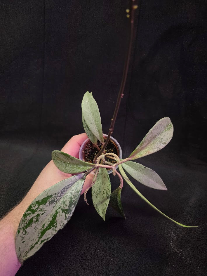 Hoya Pubicalyx Pink Silver Ghost #02