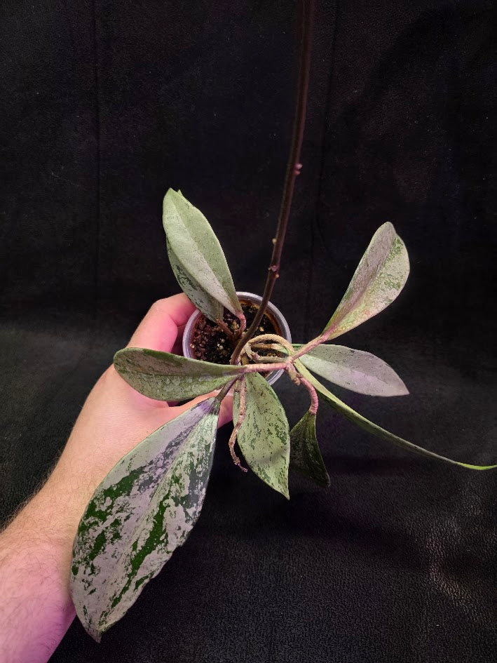 Hoya Pubicalyx Pink Silver Ghost #02