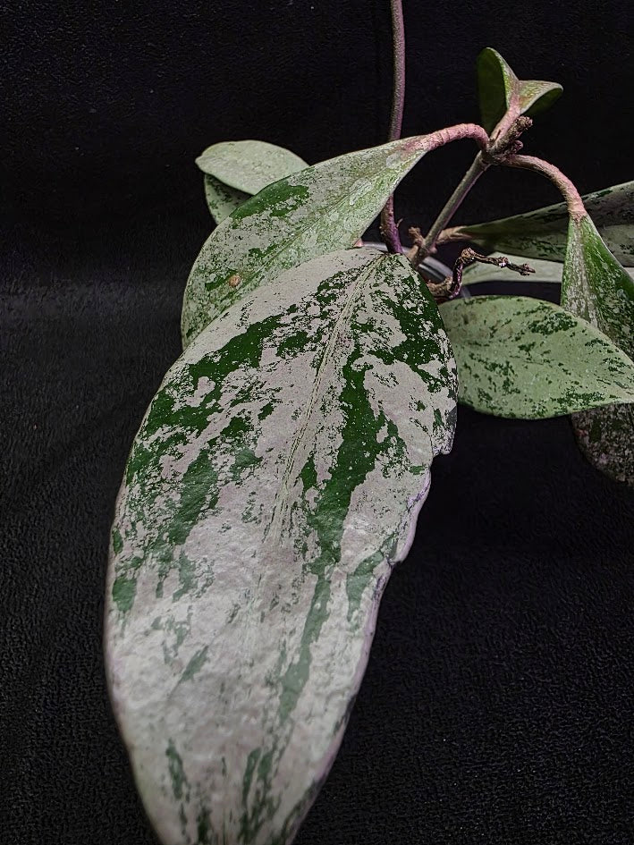 Hoya Pubicalyx Pink Silver Ghost #02