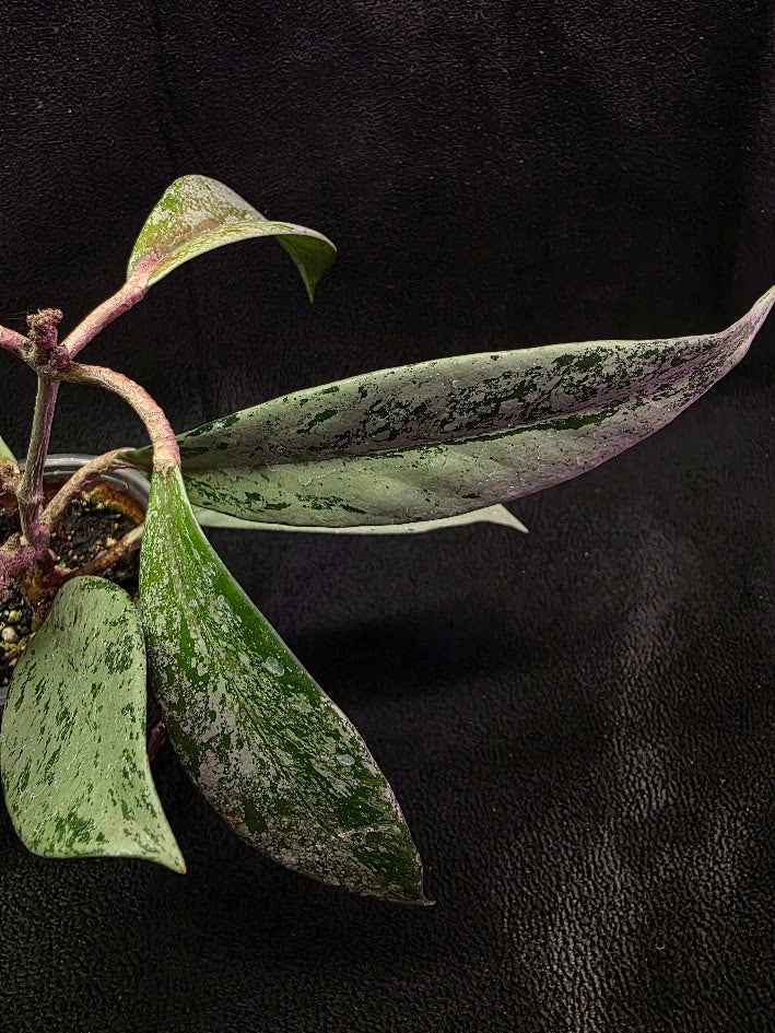 Hoya Pubicalyx Pink Silver Ghost #02