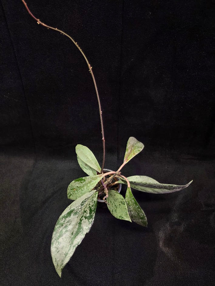 Hoya Pubicalyx Pink Silver Ghost #02