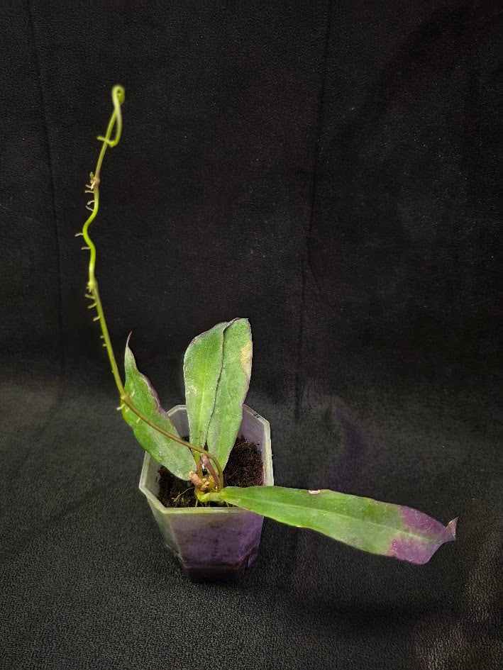 Hoya Sp. Kalimantan SLM-01 #01