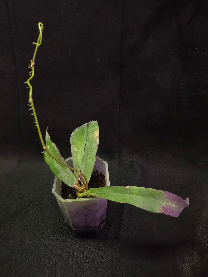 Hoya Sp. Kalimantan SLM-01 #01