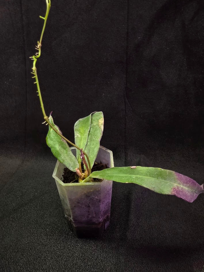 Hoya Sp. Kalimantan SLM-01 #01