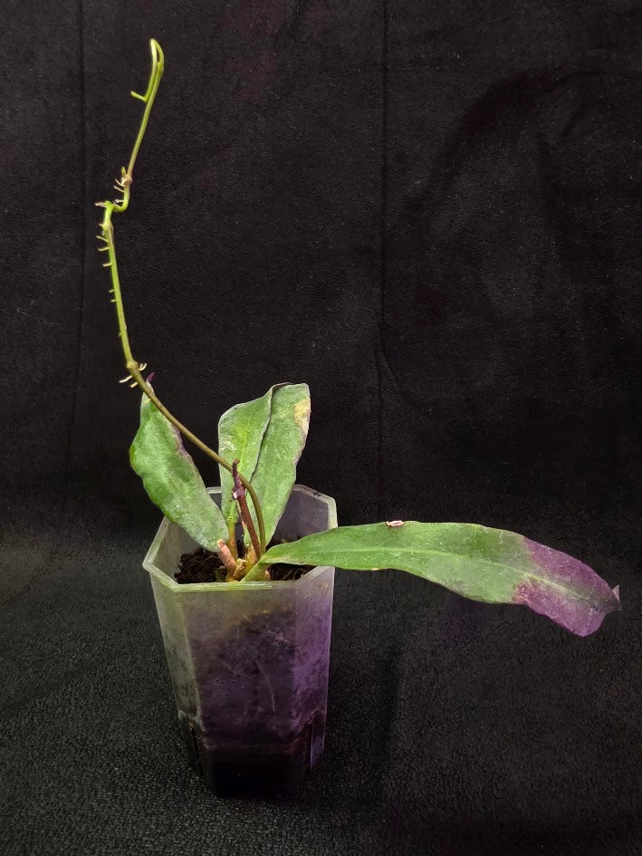 Hoya Sp. Kalimantan SLM-01 #01