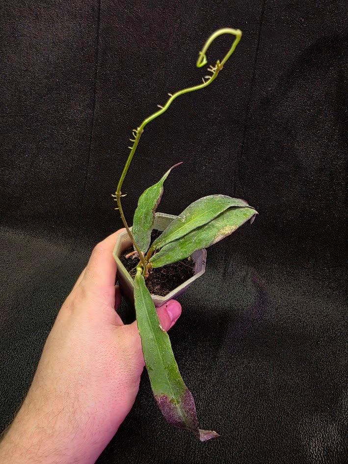 Hoya Sp. Kalimantan SLM-01 #01
