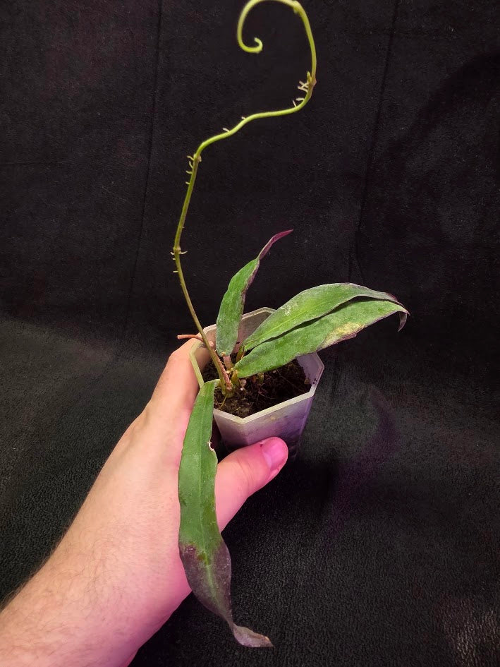 Hoya Sp. Kalimantan SLM-01 #01