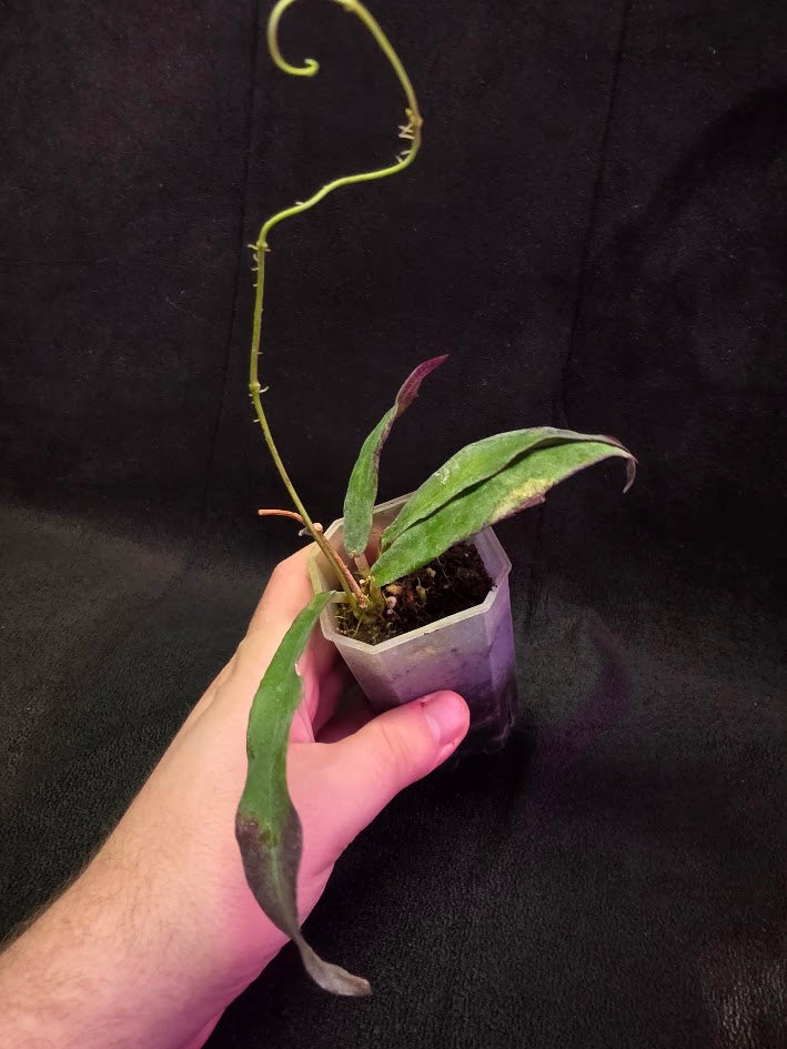 Hoya Sp. Kalimantan SLM-01 #01