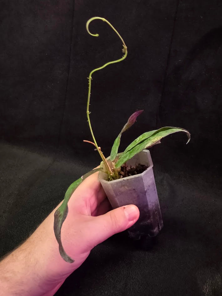 Hoya Sp. Kalimantan SLM-01 #01