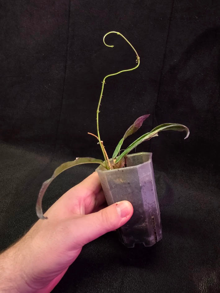 Hoya Sp. Kalimantan SLM-01 #01