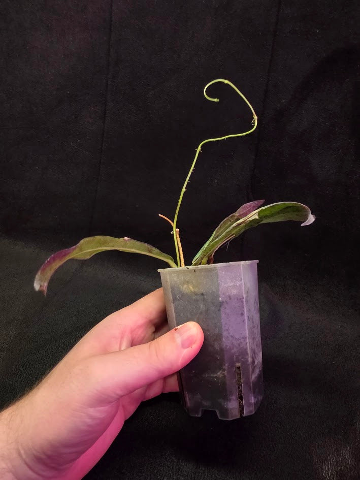 Hoya Sp. Kalimantan SLM-01 #01