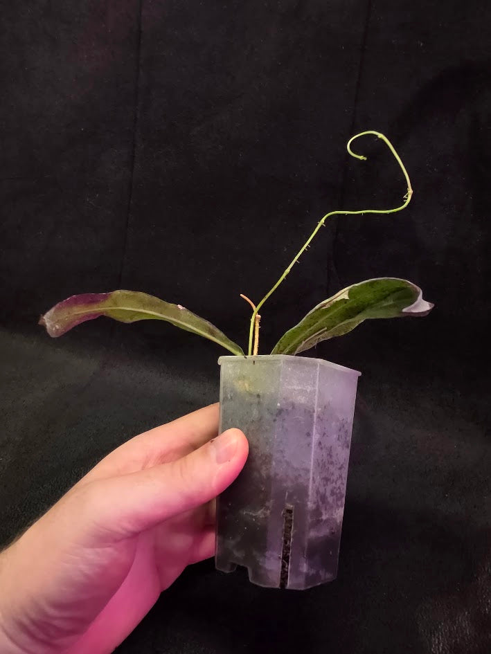 Hoya Sp. Kalimantan SLM-01 #01