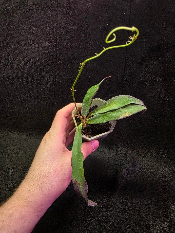 Hoya Sp. Kalimantan SLM-01 #01