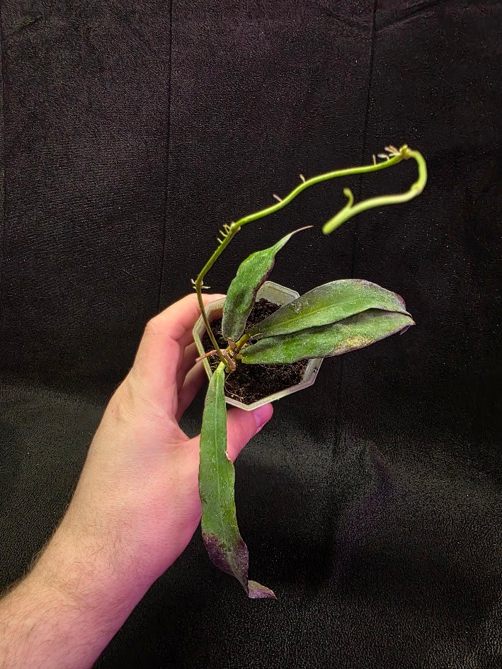 Hoya Sp. Kalimantan SLM-01 #01