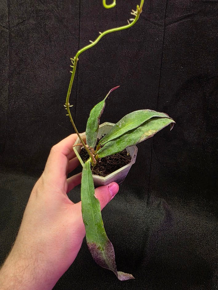 Hoya Sp. Kalimantan SLM-01 #01