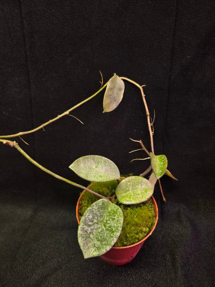 Hoya Carnosa Nova Ghost #02