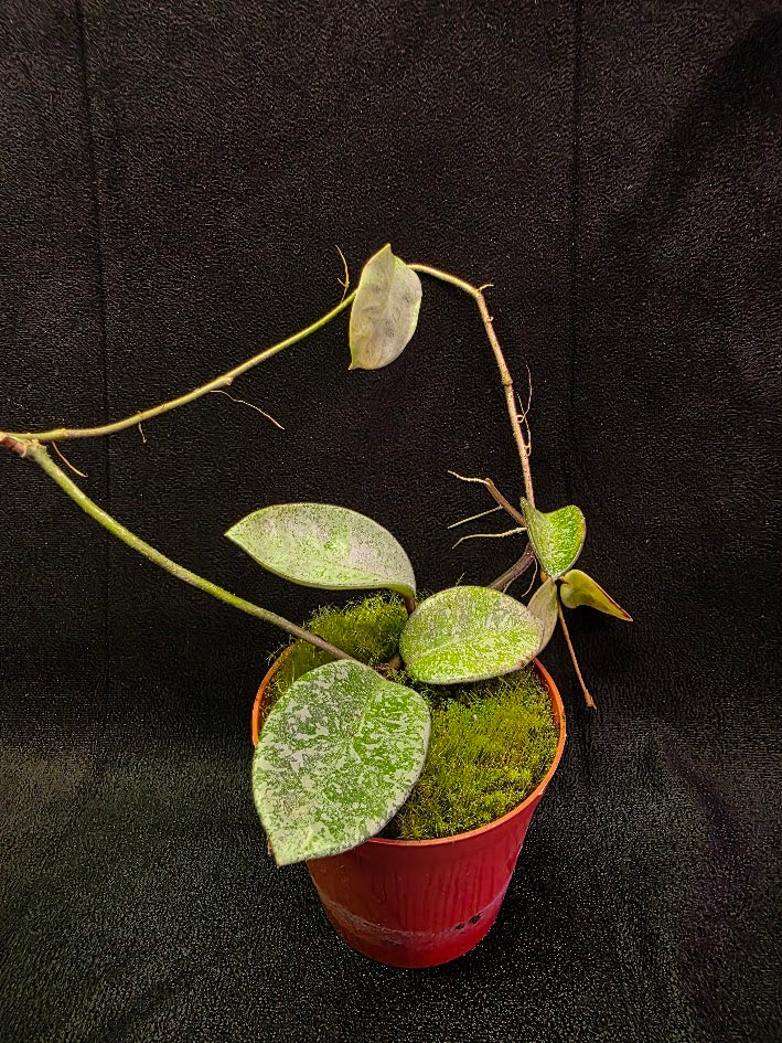 Hoya Carnosa Nova Ghost #02