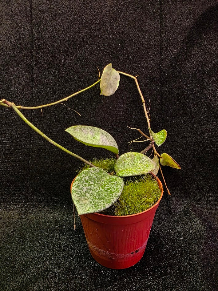 Hoya Carnosa Nova Ghost #02