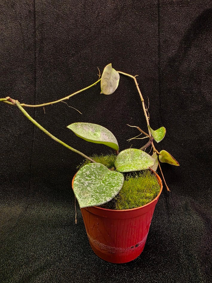 Hoya Carnosa Nova Ghost #02