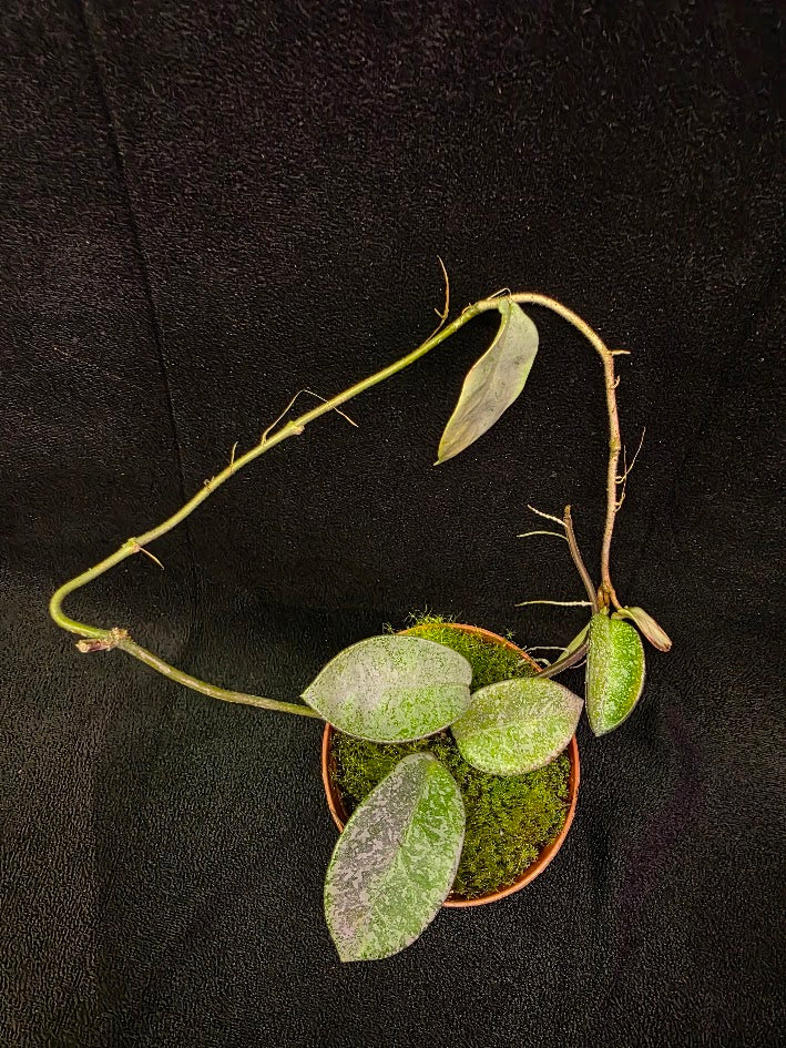 Hoya Carnosa Nova Ghost #02