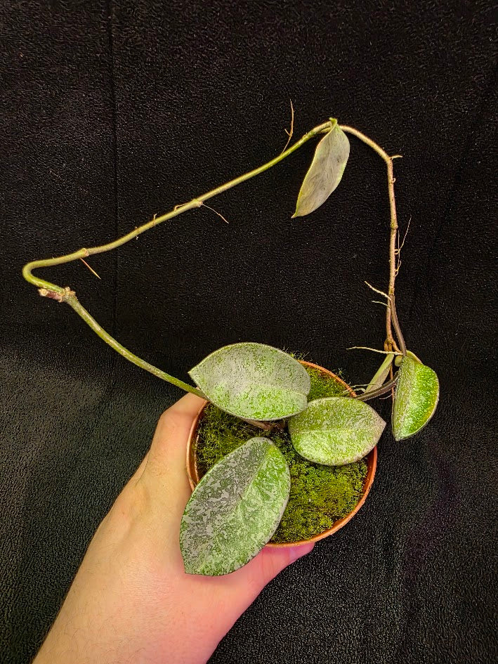 Hoya Carnosa Nova Ghost #02