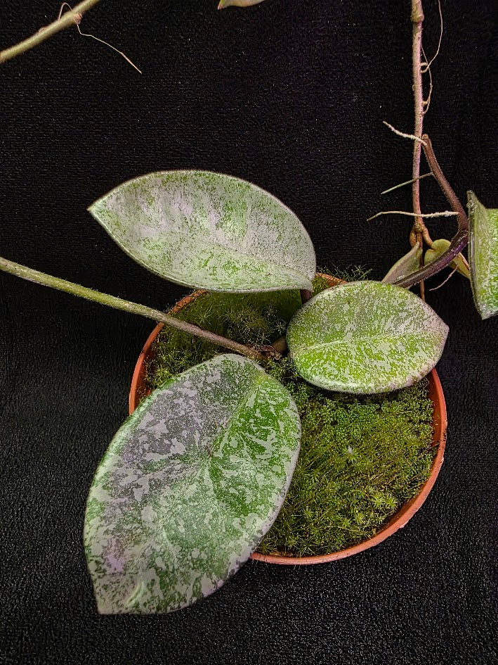 Hoya Carnosa Nova Ghost #02