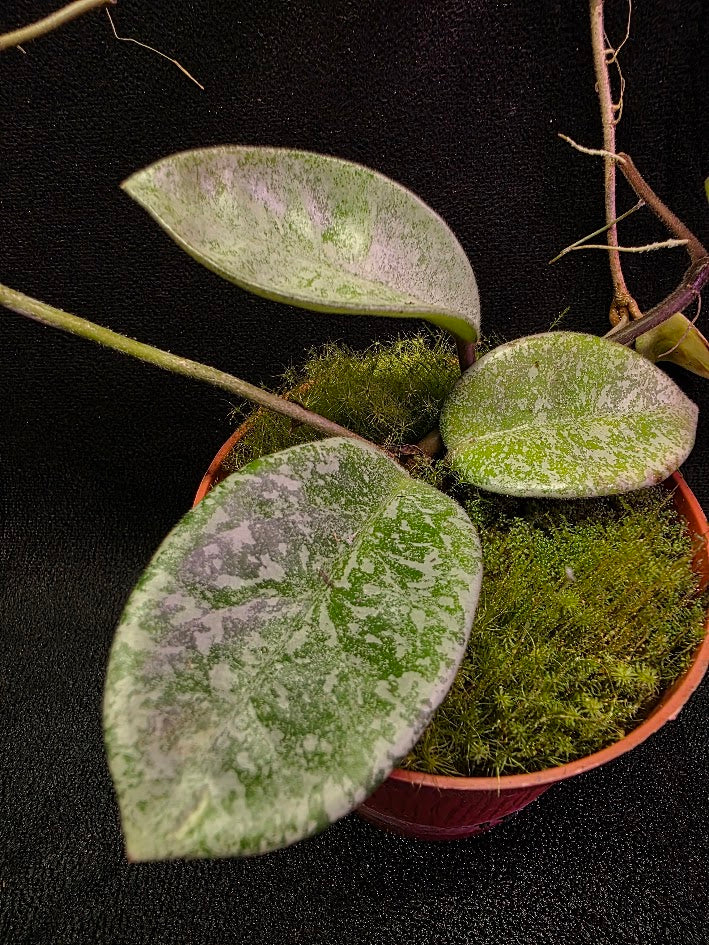 Hoya Carnosa Nova Ghost #02