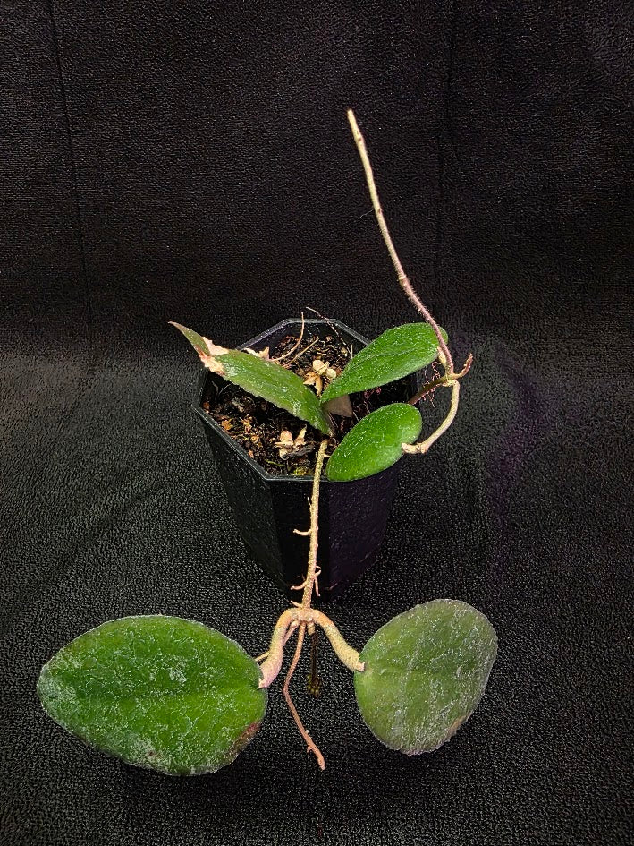 Hoya Caudata Sumatra #01