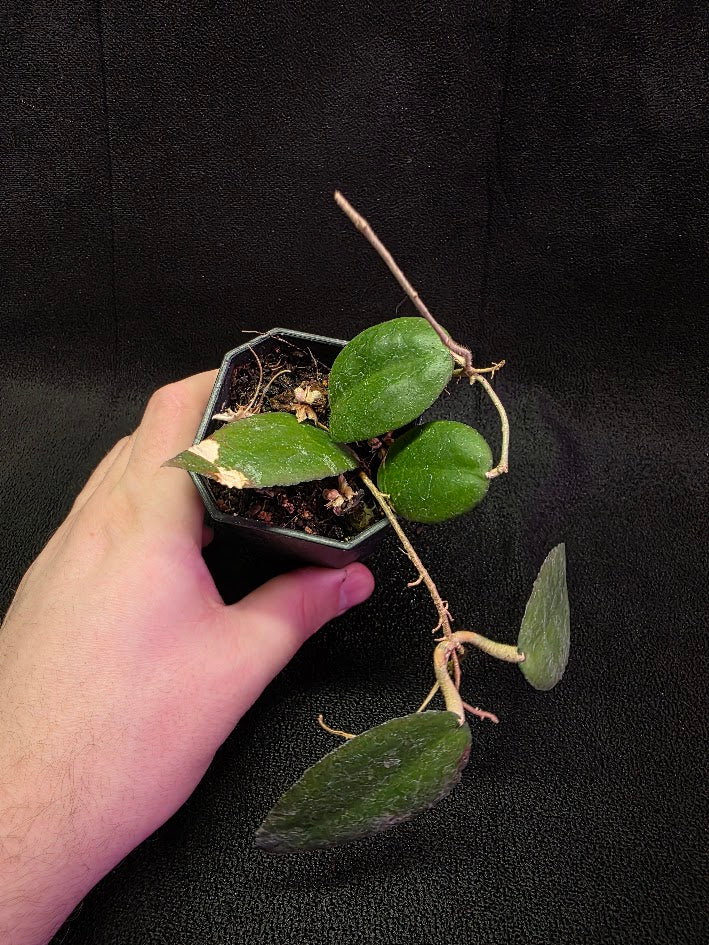 Hoya Caudata Sumatra #01