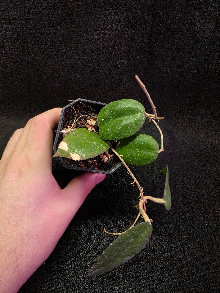 Hoya Caudata Sumatra #01