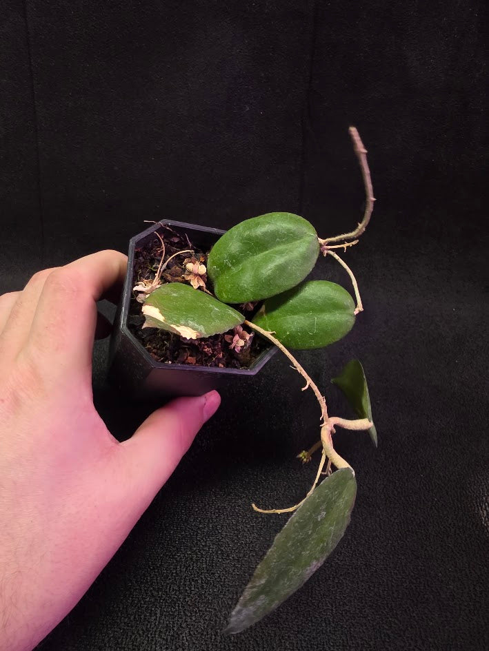 Hoya Caudata Sumatra #01