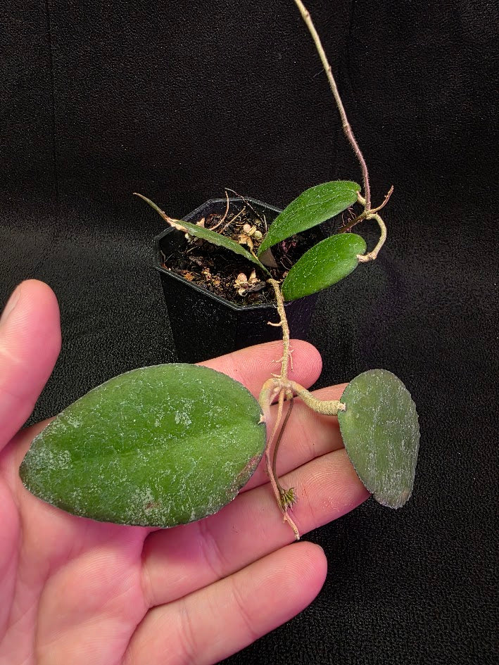 Hoya Caudata Sumatra #01
