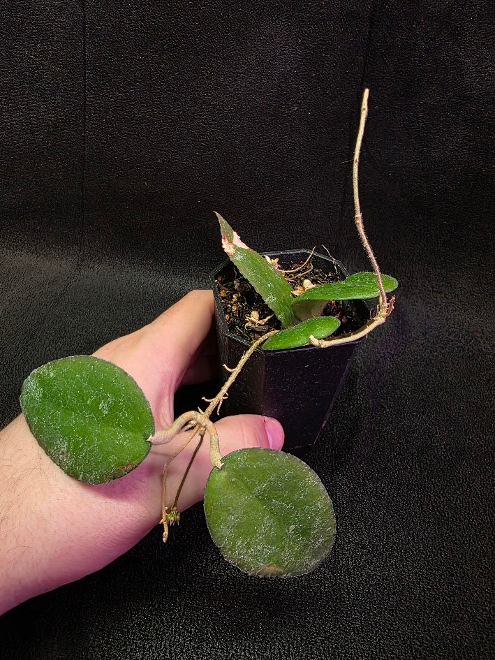 Hoya Caudata Sumatra #01