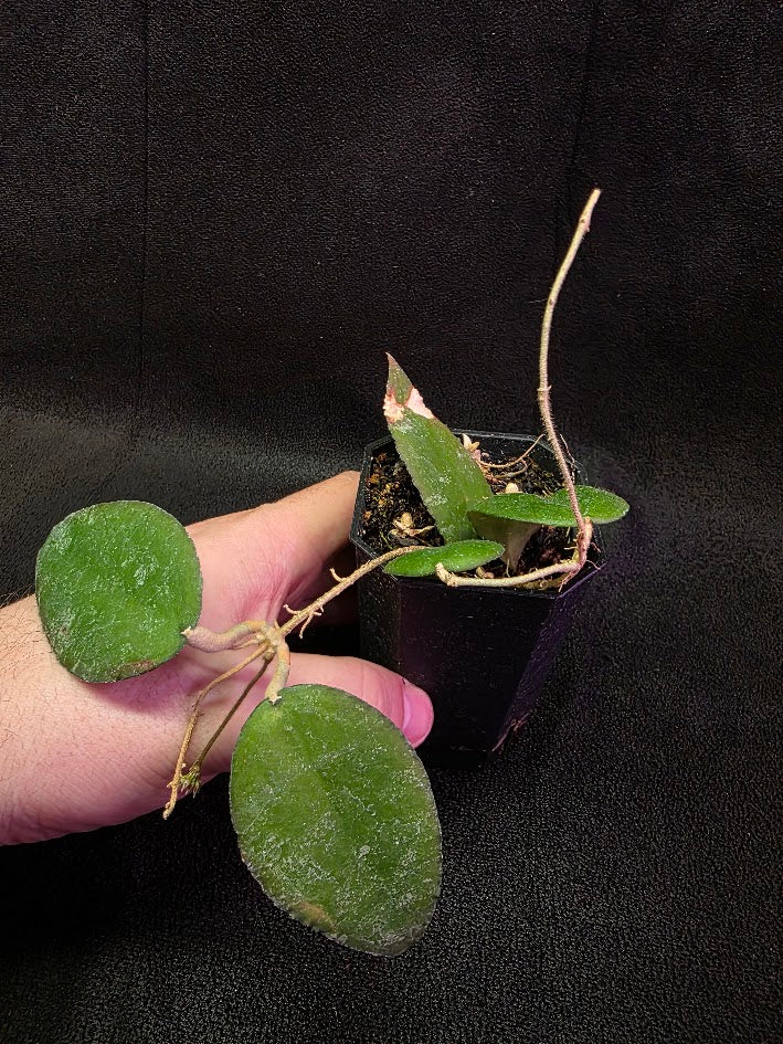Hoya Caudata Sumatra #01